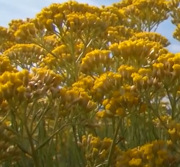 Helichrysum italicum Slamienka talianska, nepravé Curry cca 20 semien